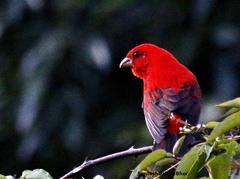 Carpodacus sipahi