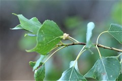 Pemphigus vesicarius