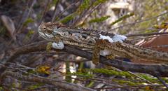 Bradypodion gutturale