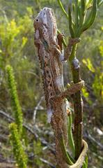 Bradypodion gutturale