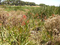 Watsonia angusta