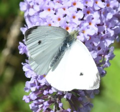 Pieris rapae