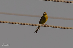 Emberiza citrinella