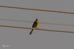 Emberiza citrinella