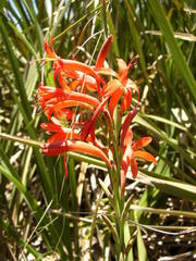 Watsonia angusta