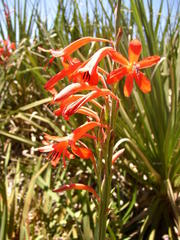 Watsonia angusta