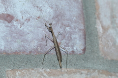 Bistanta mexicana