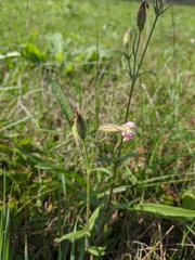 Silene noctiflora