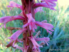 Satyrium macrophyllum