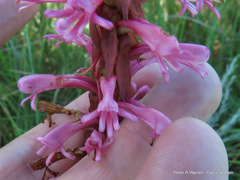 Satyrium macrophyllum