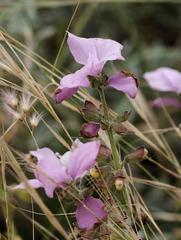 Syncolostemon elliottii