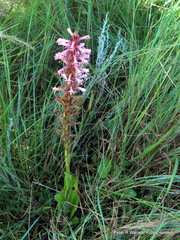 Satyrium macrophyllum