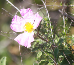 Cistus creticus eriocephalus