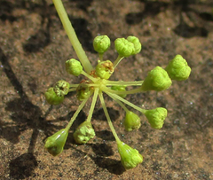 Steganotaenia araliacea