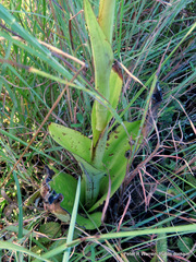 Satyrium macrophyllum
