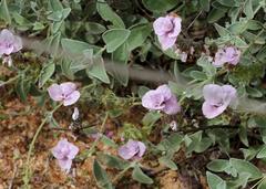 Syncolostemon elliottii