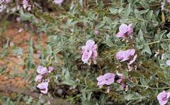 Syncolostemon elliottii