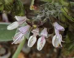 Syncolostemon elliottii