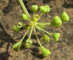 Steganotaenia araliacea