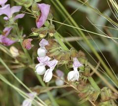 Syncolostemon elliottii