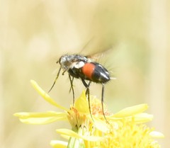 Eriothrix rufomaculata