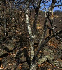 Steganotaenia araliacea