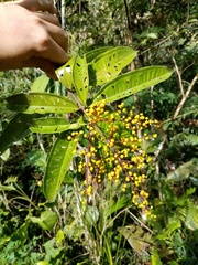 Miconia longifolia