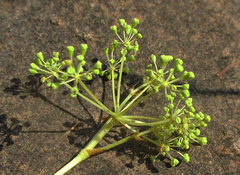 Steganotaenia araliacea