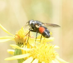 Eriothrix rufomaculata