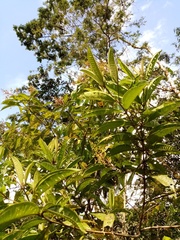Miconia longifolia