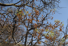 Steganotaenia araliacea