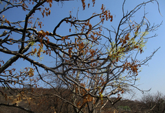 Steganotaenia araliacea
