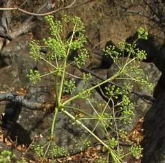 Steganotaenia araliacea