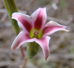 Adromischus caryophyllaceus