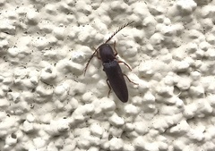 Dicrepidius corvinus