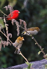 Carpodacus sipahi