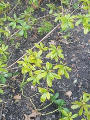Rhododendron