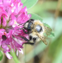 Bombus pascuorum