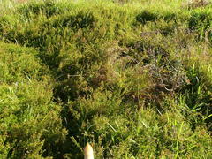 Cliffortia ferruginea