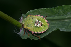Nezara viridula