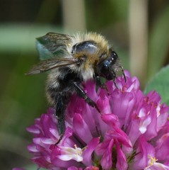Bombus pascuorum
