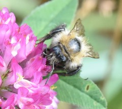 Bombus pascuorum