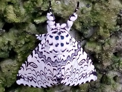 Kamalia kandyia