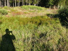 Cliffortia ferruginea