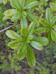 Rhododendron