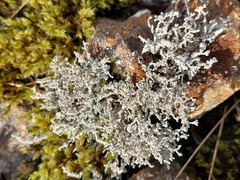 Stereocaulon vesuvianum