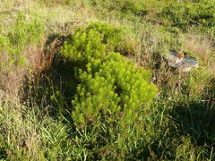 Serruria foeniculacea