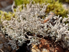 Stereocaulon vesuvianum