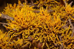 Dufourea flammea