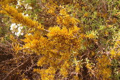 Dufourea flammea